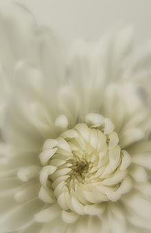 Flower Close-up by Traci Schutz